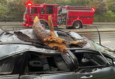 Tree drops on vehicle in Marin County, driver sustains minor injuries