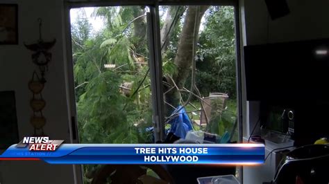 Tree falls into home in Hollywood; no injuries reported