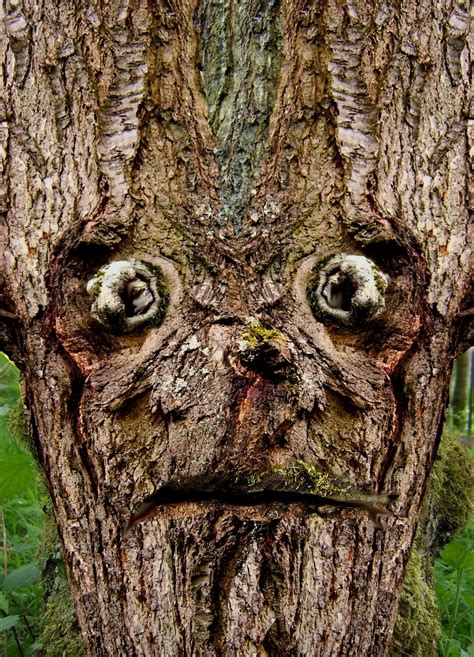 Tree in face. Tree Man Figurine Fantasy Green Man Collection Garden Ornament Sculpture Pagan. (1.6k) $41.87. Picasso tree face. Handmade/handpainted ceramic free shipping. (334) $35.00. FREE shipping. 