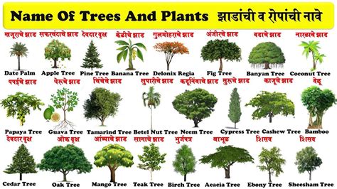Tree information in marathi pdf. .  ...