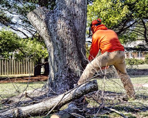 Tree limb removal. 1. The right height. The best working height for cutting a tree limb is when the tree is placed from your waist to your knee height. You can achieve the right working height by trying to fell a tree … 
