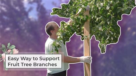 Tree limb support.  Its robust structure provides support for fruit trees, ensuring they r...