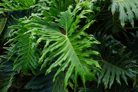 Tree philodendron. May 24, 2023 ... To propagate your Tree Philodendron successfully, take a stem cutting with at least one node and grow it in water for a few weeks. Make sure ... 