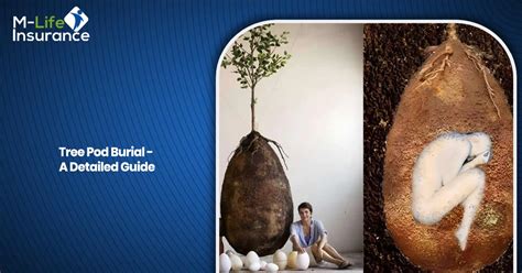 Tree pod burial toronto. .  ...