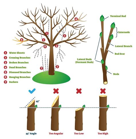 Tree pruner rope diagram.  For escaping the injury you should replace t...