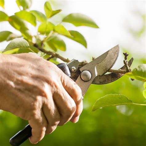 Tree pruning cost. To shorten, use thinning cuts. Permanent branches should be spaced 6 to 24 inches apart on the trunk, depending on the final mature size of the tree. On smaller trees, such as dogwoods, a 6-inch spacing is adequate, whereas spaces of 18 to 24 inches are best for large maturing trees like oaks. 