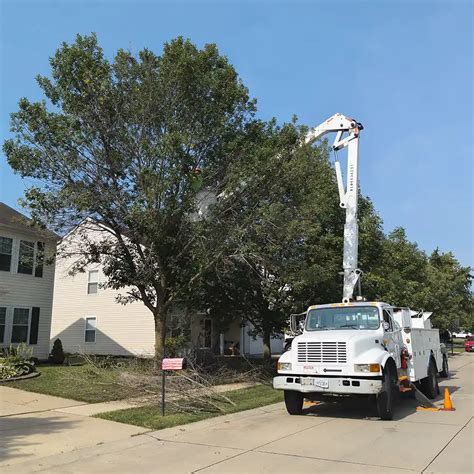 Tree removal belleville il.  Call Belleville Tree Removal Company for a...