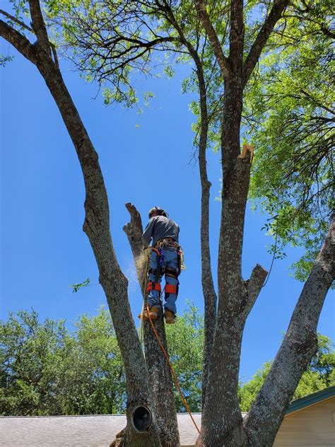 Top 10 Best Tree Services in San Antonio, TX - April 2024 - Yelp - Texas Sun Tree Services, Texas Hill Country Trees, The Real Stump Busters Tree Service, San Antonio Tree Surgeons, D A Martinez Tree Service, Jo'se Tree Trimming And Lawn Care, Metropolitan Tree Services, New Heights Tree Service, Yates Tree, Alamo City Arbor Care. 