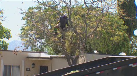 Tree removal underway in Alpine to avoid fire danger prompts concern amongst residents
