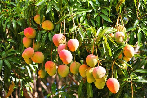 Tree ripe fruit. Things To Know About Tree ripe fruit. 