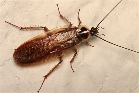 Tree roaches. Characteristics. Size: An adult wood roach measures between three-quarters and 1.25 inches in length. Color: The wood cockroach is chestnut brown with a flat, oval-shaped body, long antennae and spiny legs. Behavior: Sometimes called “accidental invaders,” wood cockroaches live outside but wander into or get carried inside homes. 