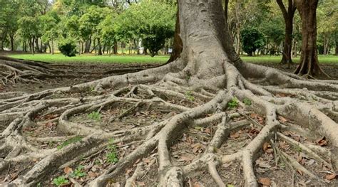 Tree roots above ground. It’s not uncommon for these shallow roots to pop up above ground as the tree grows over time. The real risk comes from surface roots being damaged by lawn mowers or other machinery. When exposed roots are wounded, the tree is more vulnerable to a disease or insect infestation. Plus, the healing process can take quite a long time, … 