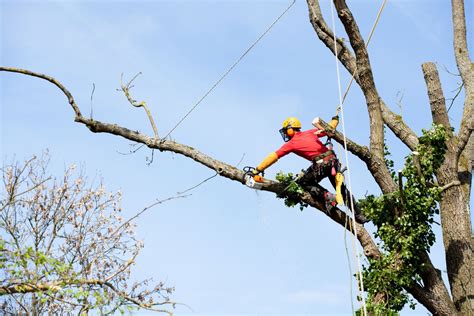 Tree service business for sale. .  ...