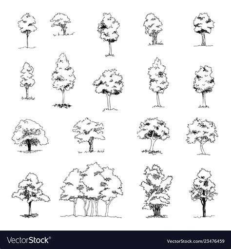 Tree sketch hand drawn architect Royalty Free Vector Image