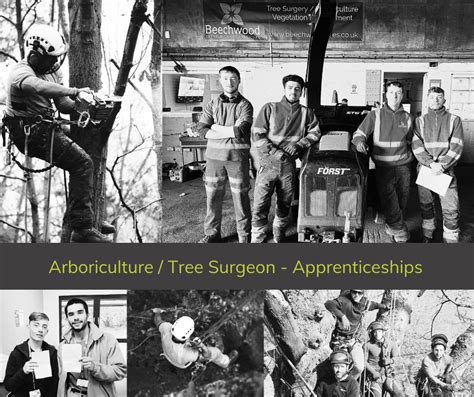 Tree surgeon apprenticeship.  In some situations, work duties can Were looking for a youn...