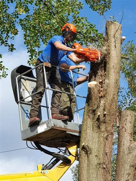 Tree surgeon jobs.  Tree Surgeon Careers Guide Tree Surgeons are like tree ...