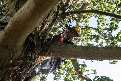 Tree surgeon offering tree surgery and gardening services