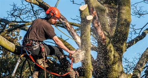 Tree surgeon salary london.  Fast & Free.  Get a free quote now Apply for Tree surgeon j...