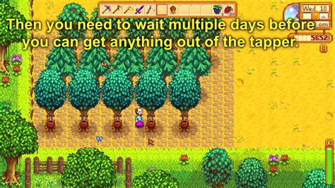 Tree tapper stardew. Maple tree – one of the most commonly met tree in Stardew Valley. Most players just chop them down, as they often are in a way while farming. You can use tapper and gather maple syrup every 7 to 8 days, which can be sold for 200 g. a piece. Maples grow from maple seeds. Oak tree – a very common tree in all kinds of environment. 