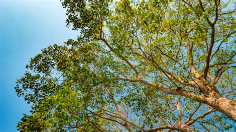 Tree top rigging.  Interior Alaskan forests have only six native tree species: white ...