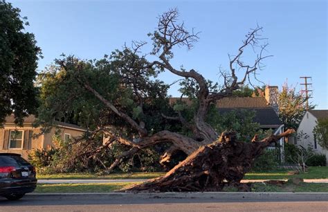 Tree uprooted, power lines downed as gusty winds hit L.A.