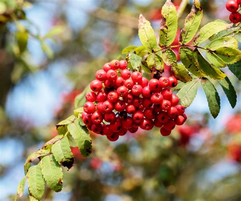 Tree with red berries. 11-Sept-2021 ... These are the berries of the guelder rose, a native small tree. They will make you sick if you eat them raw – cook first! READ MORE. Nearly ... 