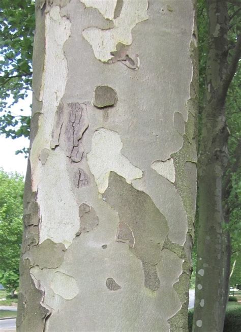 Their scales are deciduous, their cones are upright and 3 to 4 inches long, and their bark is initially smooth and grey-brown, later developing short furrows with scaly ridge tops. It’s often used in landscapes as specimen tree, but its often-reached potential 50′ spread is often ignored, creating the necessity to remove the lowest branches of the canopy.. 
