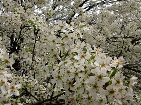 Tree with white flowers. 