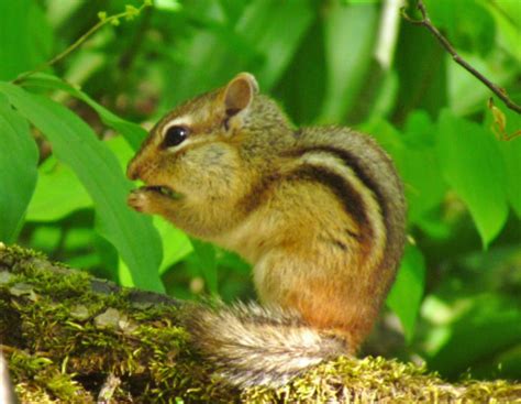 Tree-Climbing Secrets of Our Eastern Chipmunks – Oakland