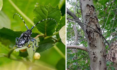 Tree-destroying Asian beetle discovered in EU for initial time.