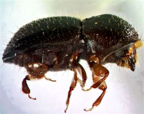 Tree-killing beetles attacking California