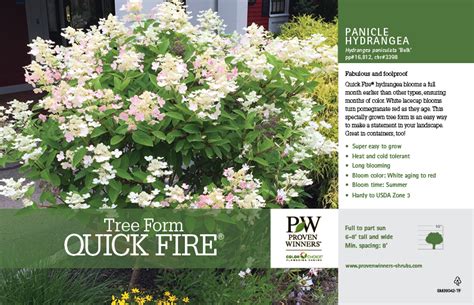 TreeForm Quick Fire® Hydrangea Benchcard Spring Meadow Nursery