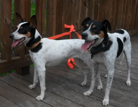 Both Red Heeler and Mountain Feist are having almost same height. Red Heeler may weigh 38 kg / 83 pounds lesser than Mountain Feist. Red Heeler may live 3 years less than Mountain Feist. Both Red Heeler and Mountain Feist has same litter size. Both Red Heeler and Mountain Feist requires Low maintenance.. 