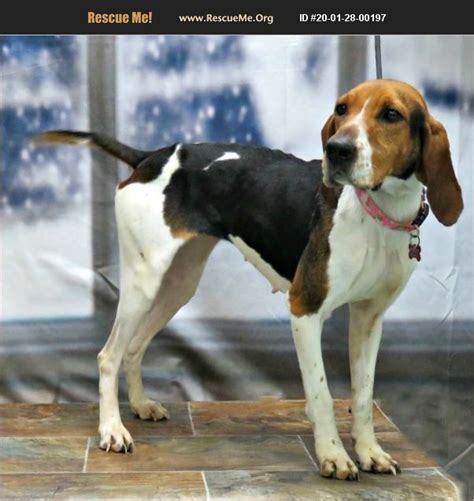 The Treeing Walker Coonhound descends from the English Foxho
