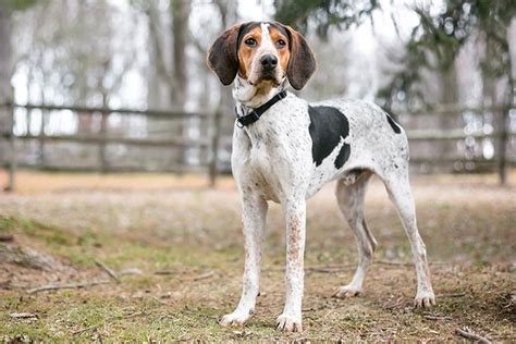 Treeing walker coonhound temperament.  With a strong drive to track an...