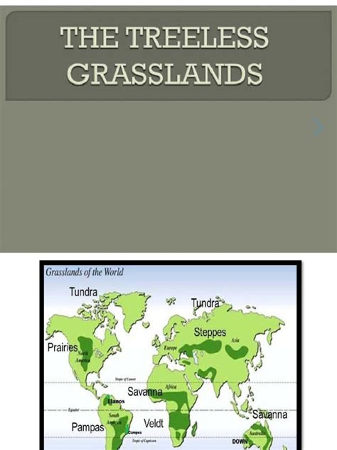 Treeless grasslands.  In this blog post, we&rsquo;ll explore some of the...