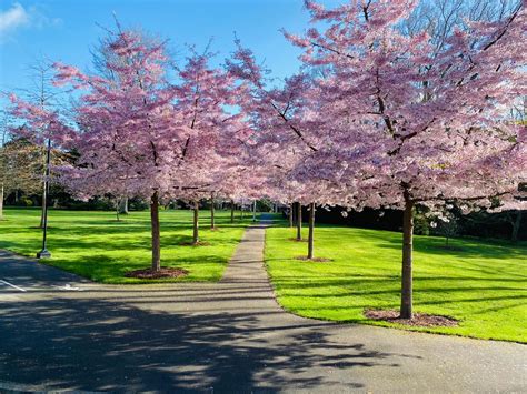 Trees - Prunus - Prunus x yedoensis