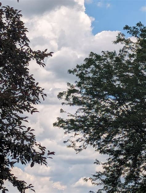Trees And Clouds Pinterest. 