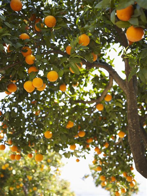 Trees With the Sweetest Oranges Home Guides SF Gate