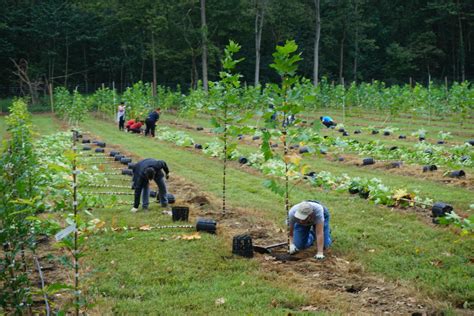 Trees farming. Feb 28, 2019 ... The plant spacing should be sufficient enough to ensure every tree gets sunlight even when they become tall. Proper spacing ensures there is ... 