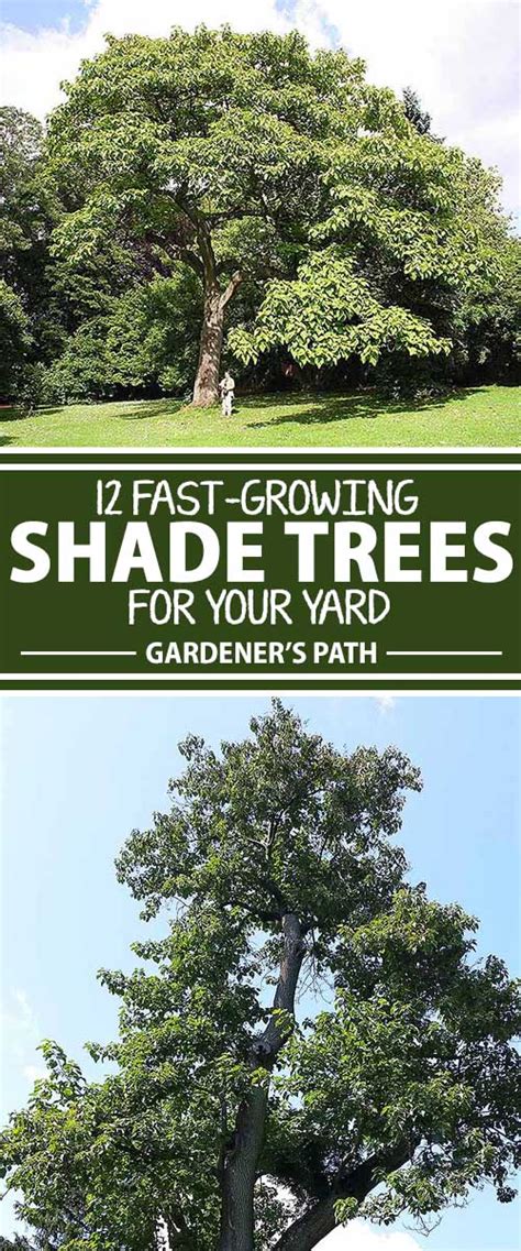 Trees that grow in shade. Things To Know About Trees that grow in shade. 