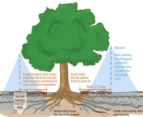 Floods cause damage to trees in two main ways – physical and physiological. The severity of damage is determined by many different factors, including the tree species, beginning health of the tree, length of flooding event, depth of the water, amount of soil removed or deposited over the tree’s root system and time of year flooding occurs. Generally, broadleaved trees tolerate flooding .... 