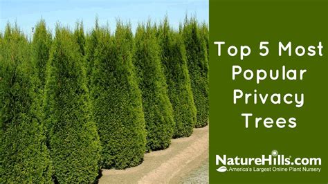 Trees tops for instant privacy – The Irish Times