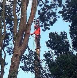 TreeworX - navan - Tree Surgeon and Tree Removal