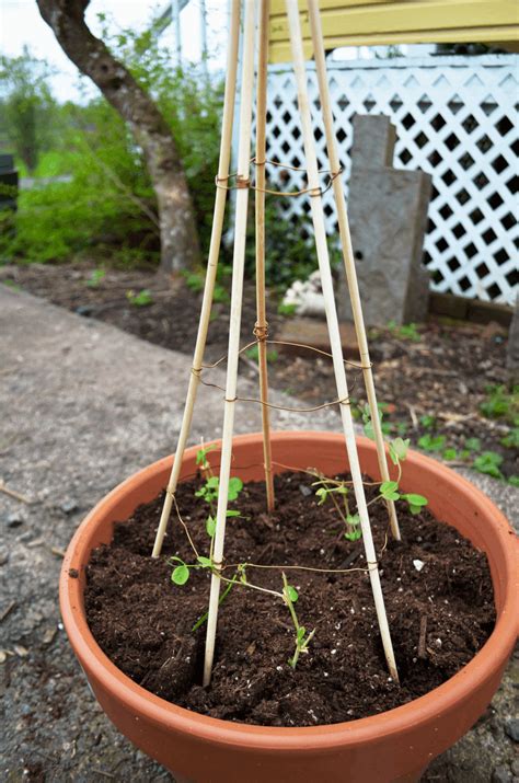 Trellis for potted plants diy.  Mini trellises are simple, inexpensive DIY project...