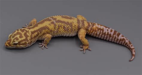 Tremper leopard gecko.  Chapters are devoted to the design of naturalistic an...