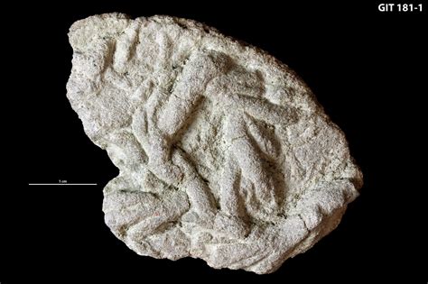Treptichnus pedum is mainly known from the Early Cambrian successions of Yunnan (Zhu 1997), Mickwitzia sandstone, Sweden (Jensen 1997), Chapel Island Formation, Newfoundland .... 