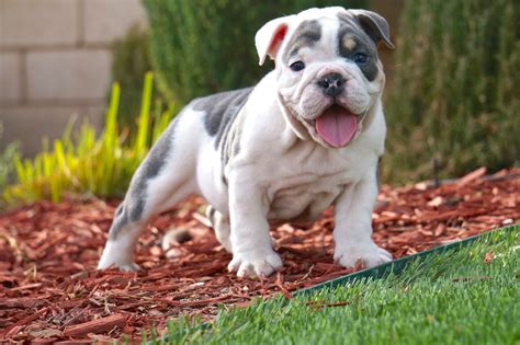 Tri Color English Bulldog Puppies For Sale
