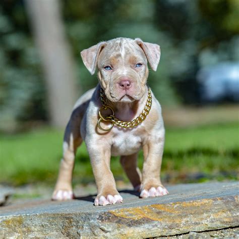 Tri color bully outlet for sale