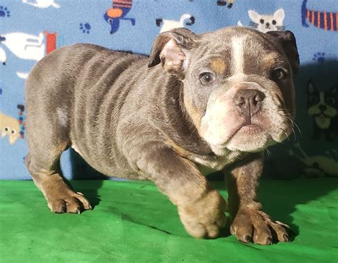 Published: October 5, 2022 American Bullies are stout little creatures. When you look at them, you see power and confidence in a pretty compact body. Colors play a role in the energy the dog radiates. More colorful combinations can soften the look of a Bully and the tricolor Bully simply looks cuter.. 